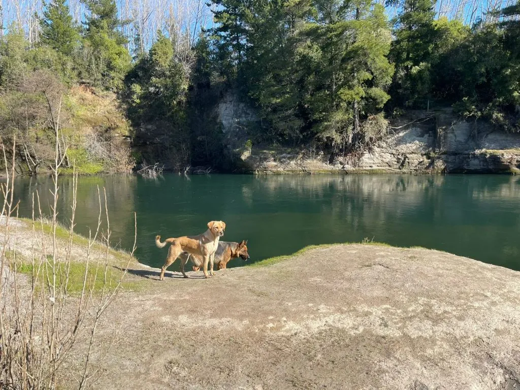 Piscina azul con reposeras y pérgola de madera en Camping Aguas Verdes